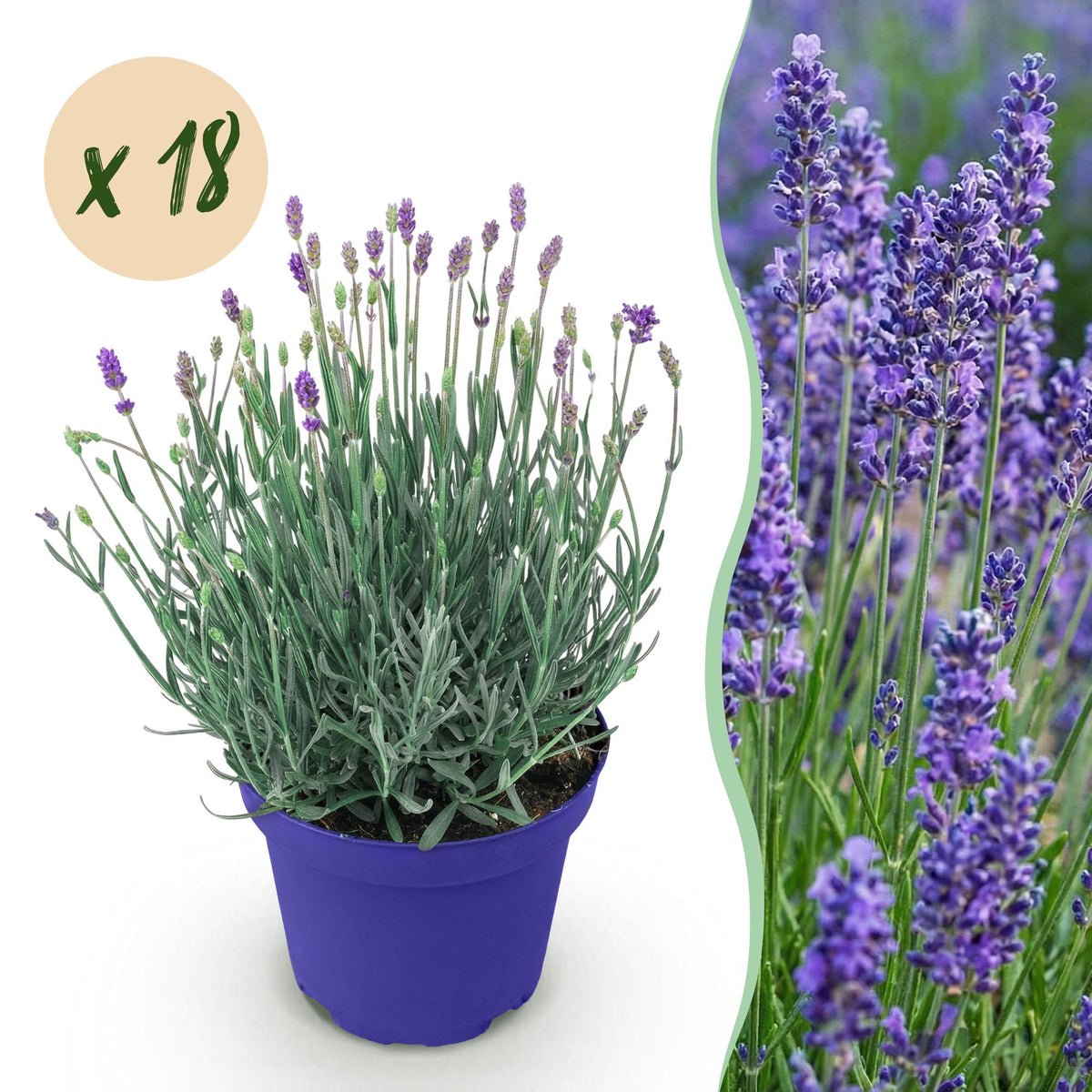 GreenboutiQ - Gartenpflanze - Lavandula angustifolia Hidcote - Lavendel - Winterhart - Lila - 18 Pflanzen - Topf 12cm - Höhe 15-25cm 