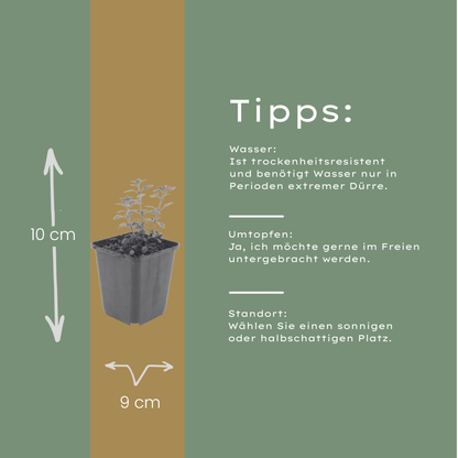 Teucrium lucidrys – 6 Pflanzen – Ø9cm – Höhe 10-25cm – Immergrüner Halbstrauch – Schnittverträglich – Für Hecke, Steingarten & moderne Gartenanlagen - Oasis of Life