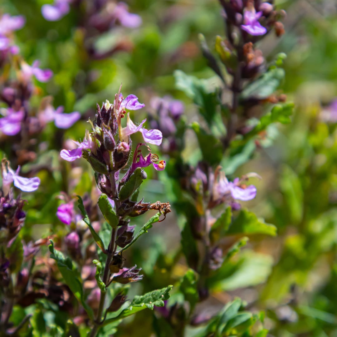 Teucrium lucidrys – 6 Pflanzen – Ø9cm – Höhe 10-25cm – Immergrüner Halbstrauch – Schnittverträglich – Für Hecke, Steingarten & moderne Gartenanlagen - Oasis of Life