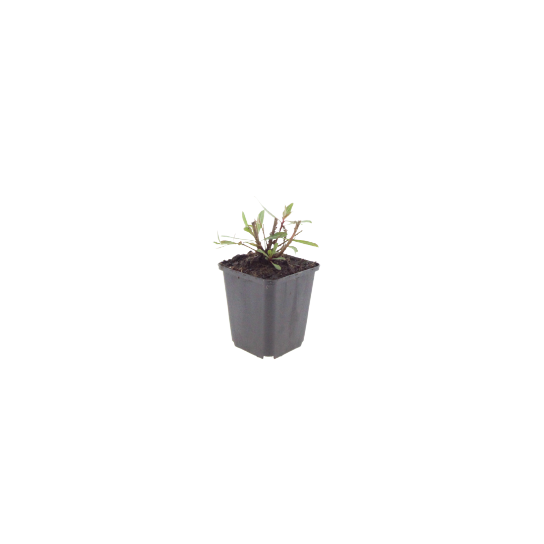 Gaura lindheimeri Whirling Butterflies – Ø9cm – Höhe 10-25cm – Prachtkerze – Reinweiße Blüten – Ansicht 5