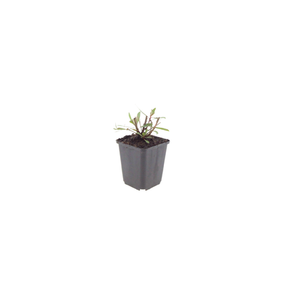 Gaura lindheimeri Whirling Butterflies – Ø9cm – Höhe 10-25cm – Prachtkerze – Reinweiße Blüten – Ansicht 5