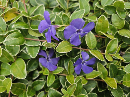 Kleinblättriges Immergrün Vinca minor 'Ralph Shugert' – ↕10-25cm – Ø9cm – 6 Pflanzen – Lavendelfarbene Blüten – Immergrün & pflegeleicht – Schattentauglicher Bodendecker 
