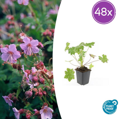 Geranium macrorrhizum 'Ingwersen's Var.' – 48 Pflanzen – ↕10-25cm – Ø9cm – Robuster Bodendecker – Zartrosafarbene Blüten – Duftend – Pflegeleicht – Sonne & Halbschatten 