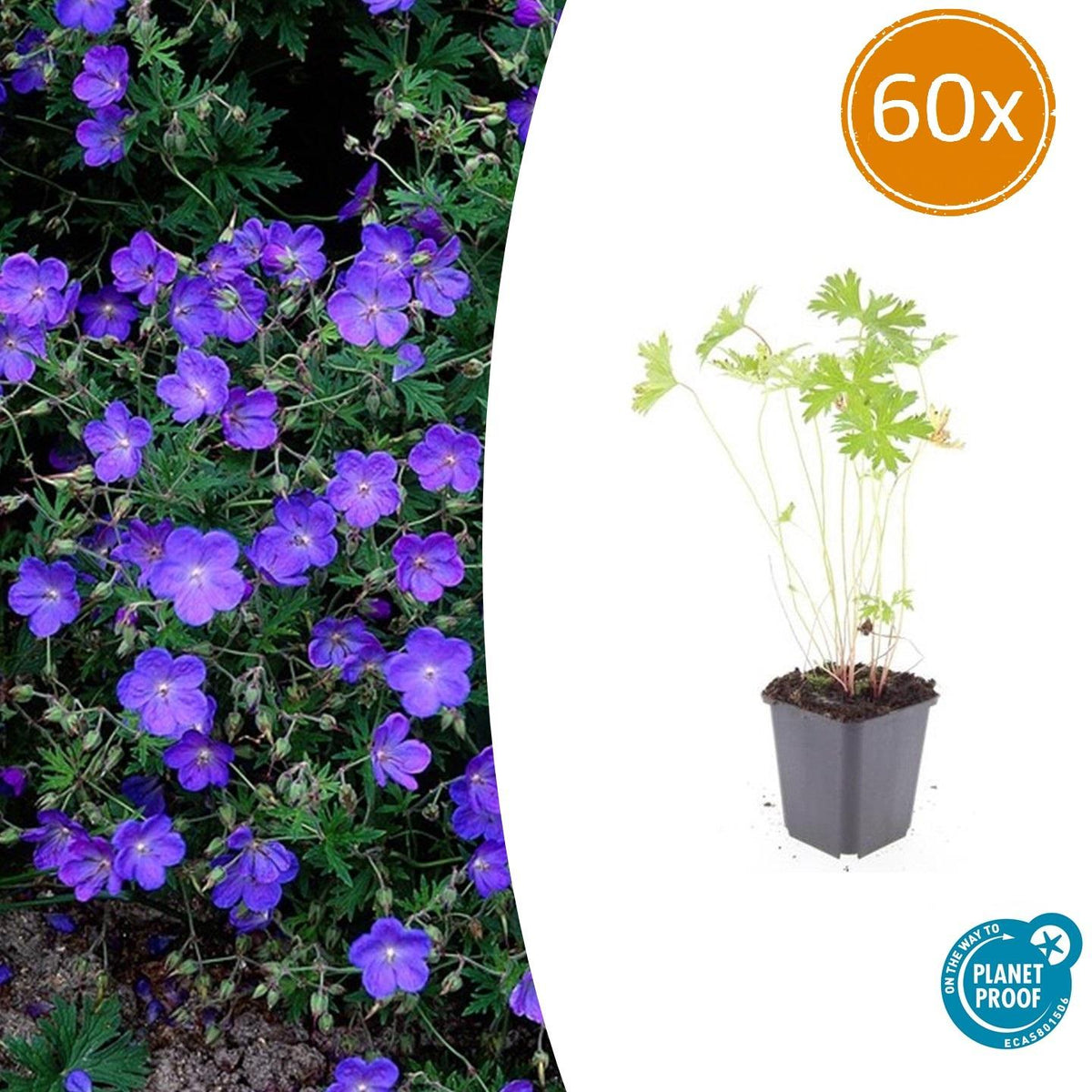 Storchschnabel Geranium 'Johnson's Blue' – ↕10-25cm – Ø9cm – 60 Pflanzen – Winterharte Staude & Bodendecker – Blaue Blüten 