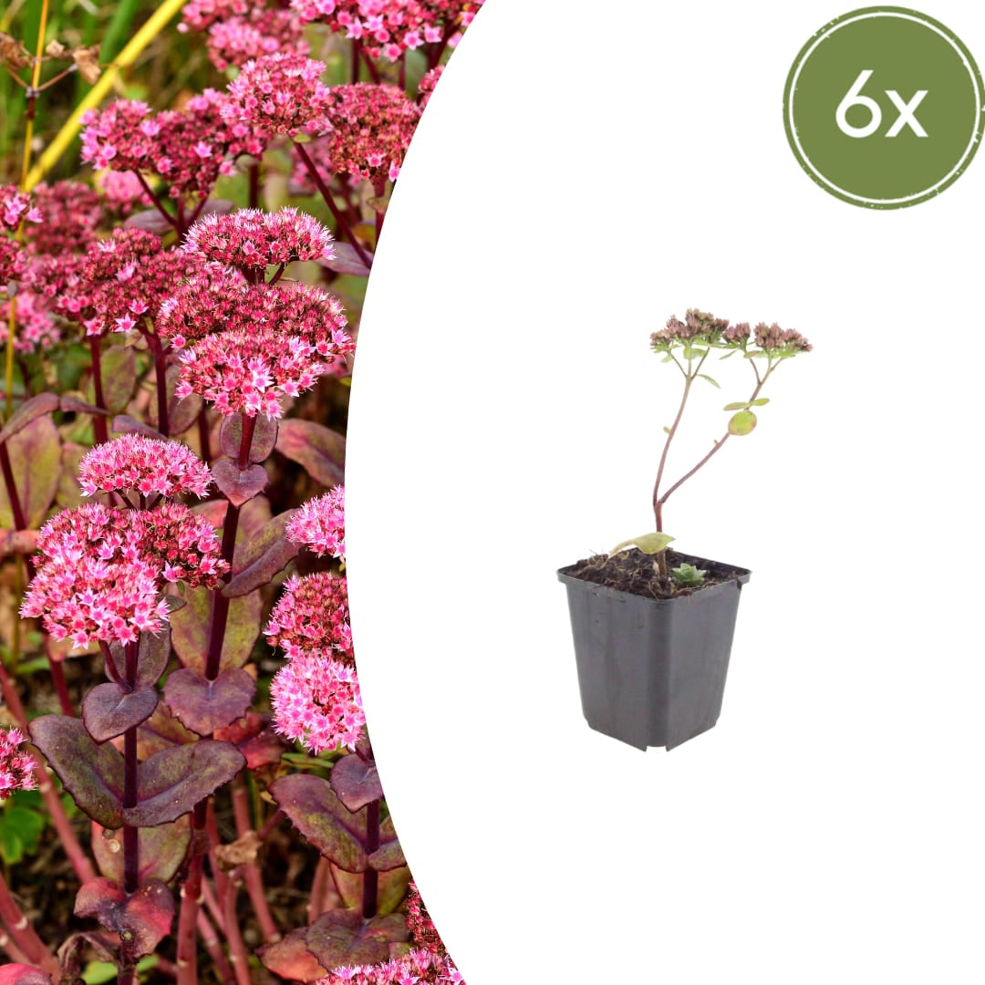 Sedum Matrona – 6 Pflanzen – Ø9cm – Höhe 10-25cm – Winterharte Fetthenne – Dunkelrosa Blüten – Trockenheitsresistent für Beet, Steingarten & Dachbegrünung - Oasis of Life
