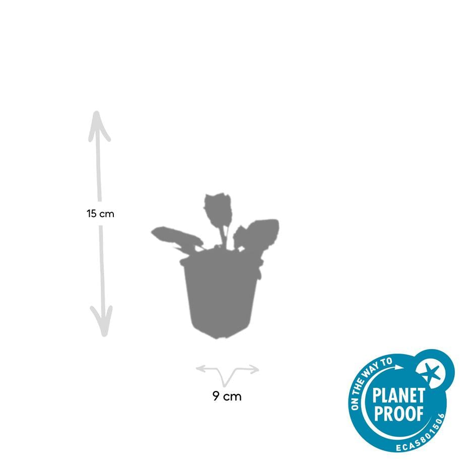 Blüten-Salbei Salvia nem. 'Mainacht' – ↕10-25cm – Ø9cm – 6 Pflanzen – Bienenfreundlich – Blau blühend – Sonniger Standort – Pflegeleicht 