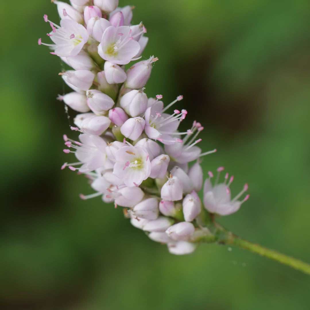 Persicaria bistorta Superba Rosa Blütenstaude für feuchte Beete & Teichrand Ø9cm 6 Stück