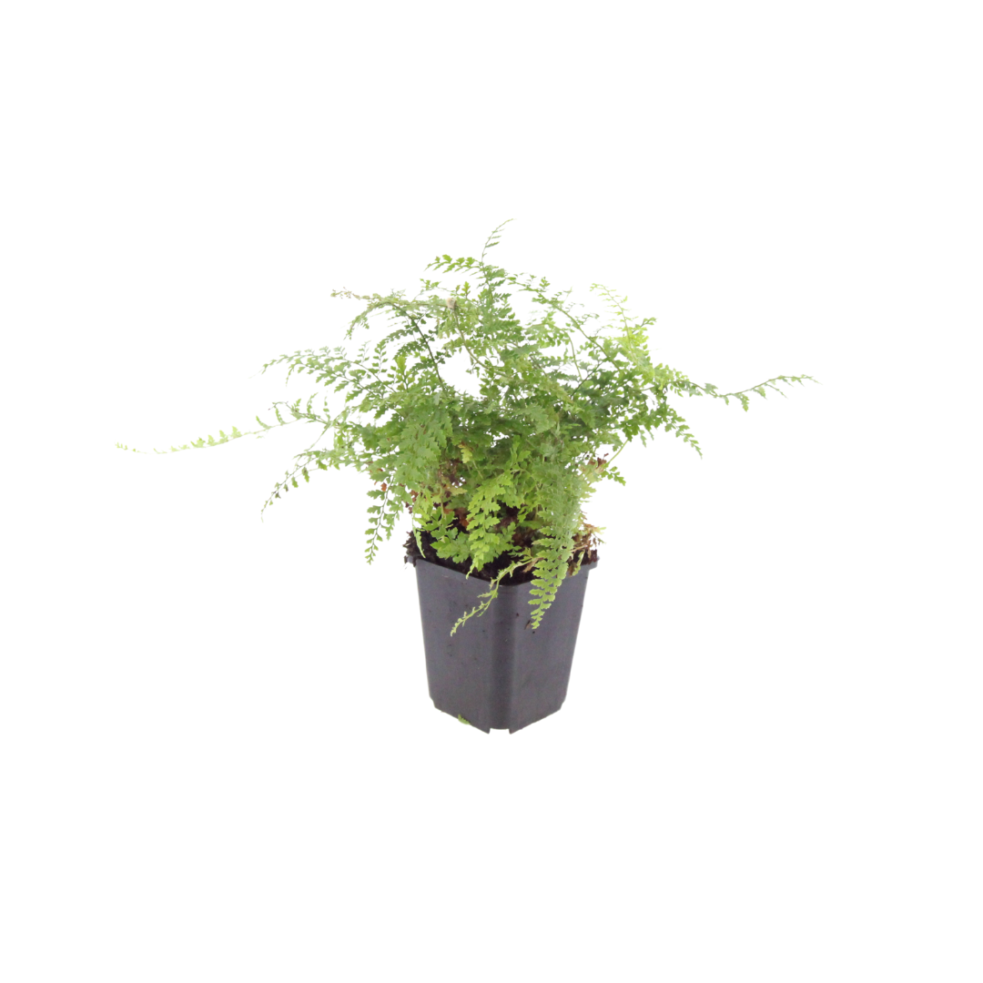 Polystichum setiferum Herrenhausen – 6 Pflanzen – Ø9cm – Höhe 10-25cm – Immergrüner Farn – Schattenpflanze für Beet & Gehölzunterpflanzung - Oasis of Life