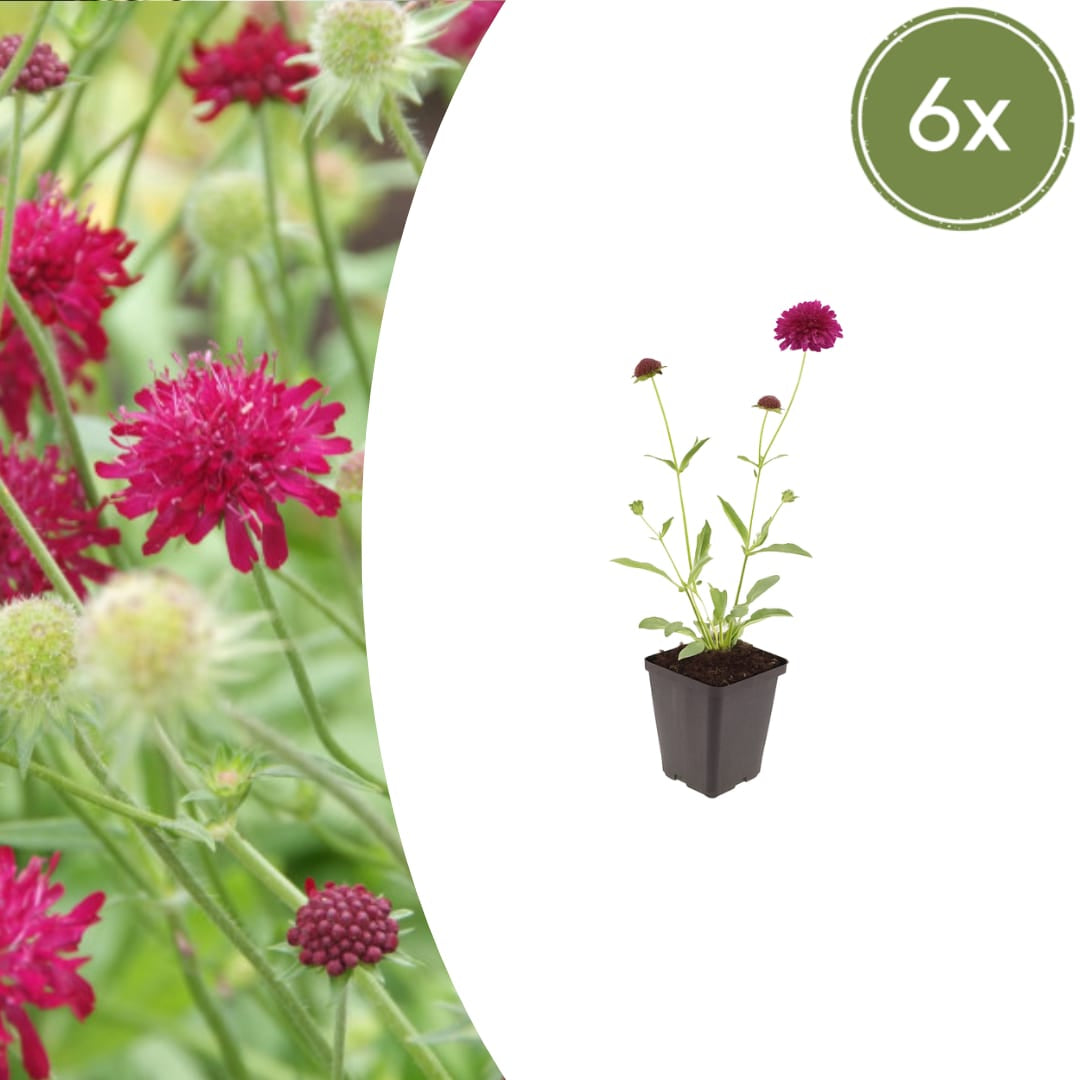 Knautia macedonica Winterharte Staude Ø9cm 6 Stück