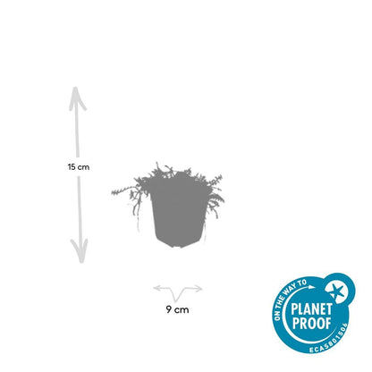 Fiederpolster Leptinella squalida – ↕10-25cm – Ø9cm – 6 Pflanzen – Immergrüner Bodendecker, Farnartige Blätter, Schattentauglich, Pflegeleicht 
