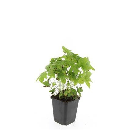 Geranium nodosum – 24 Pflanzen – ↕10-25cm – Ø9cm – Winterharte Staude – Tiefpurpurne Blüten – Bodendecker – Schattengarten – Pflegeleicht 