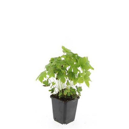 Geranium nodosum – 24 Pflanzen – ↕10-25cm – Ø9cm – Winterharte Staude – Tiefpurpurne Blüten – Bodendecker – Schattengarten – Pflegeleicht 