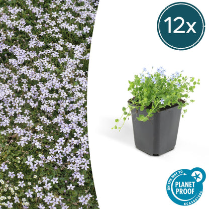 Blauer Bubikopf Isotoma fluviatilis – ↕10-25cm – Ø9cm – 12 Pflanzen – Bodendecker, Blaue Sternförmige Blüten, Sonnig bis Halbschattig, Pflegeleicht 