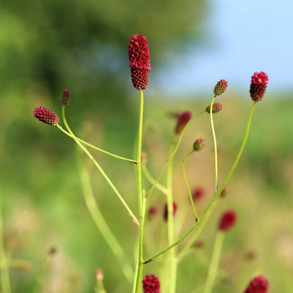 Sanguisorba officinalis Tanna – 6 Pflanzen – Ø9cm – Höhe 10-25cm – Winterharte Staude – Dunkelrote Blütenähren – Für Beet, Naturgarten & Präriegarten - Oasis of Life