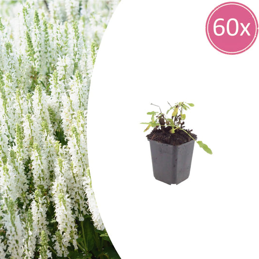 Salvia nemorosa Schneehügel – 60 Pflanzen – Ø9cm – Höhe 10-25cm – Steppensalbei – Hellblaue Blütenähren – Bienenfreundliche Staude für Beet & Steingarten - Oasis of Life