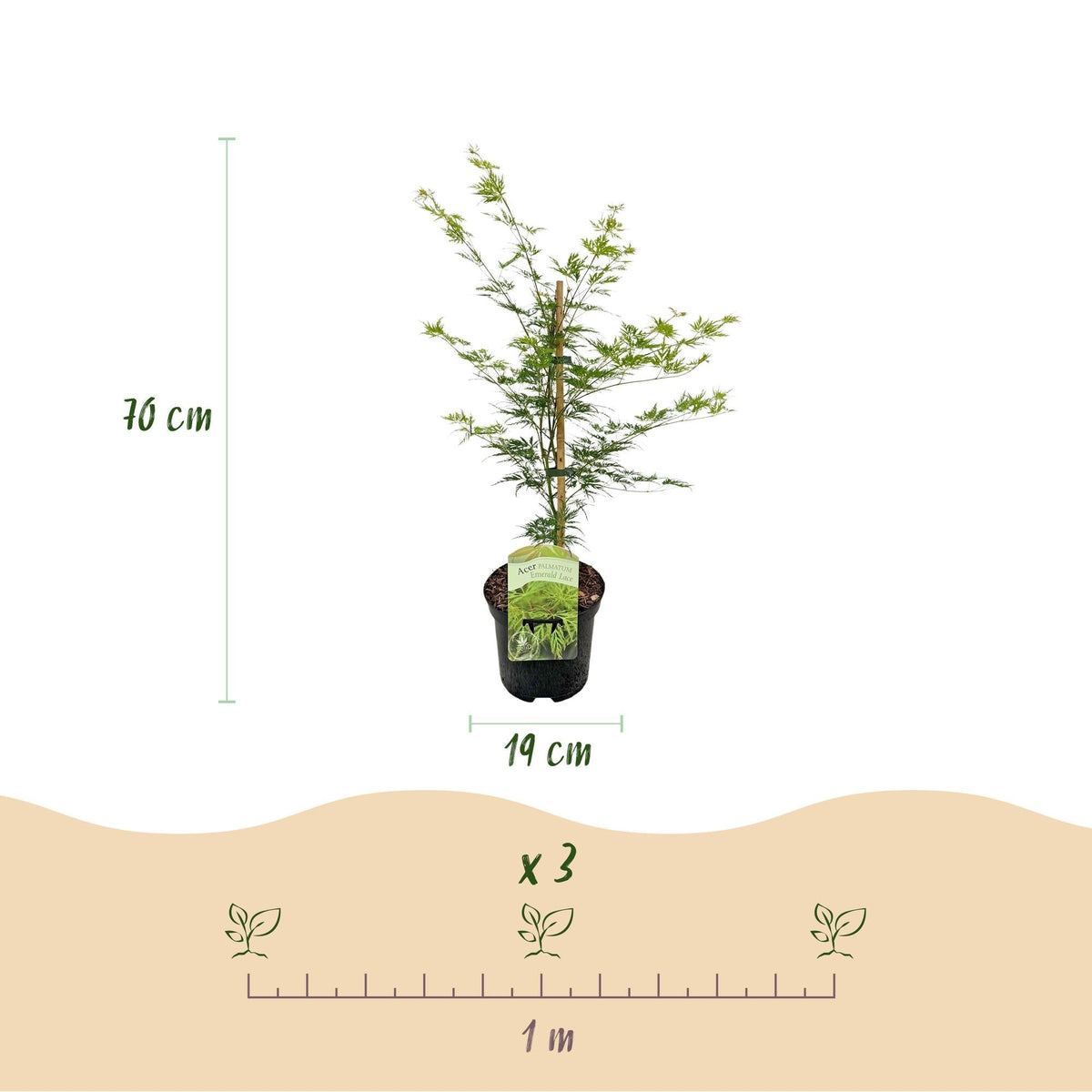 Japanischer Ahorn – Acer palmatum 'Emerald Lace' – Balkonpflanze – ca. 70 cm hoch – Topf Ø19 cm – feingeschnittenes grünes Laub, herbstliche Gold- & Rottöne – kompakt & pflegeleicht 