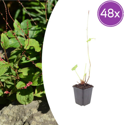 Persicaria amplexicaulis Speciosa Winterharte Staude Ø9cm 48 Stück