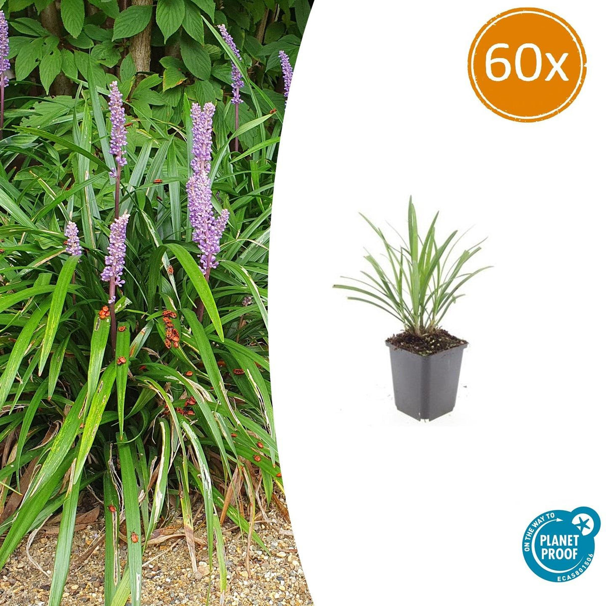 Lilientraube Liriope muscari 'Ingwersen' – ↕10-25cm – Ø9cm – 60 Pflanzen – Immergrüner Bodendecker – Violette Blütenrispen – Winterhart & pflegeleicht 