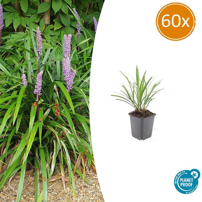 Lilientraube Liriope muscari 'Ingwersen' – ↕10-25cm – Ø9cm – 60 Pflanzen – Immergrüner Bodendecker – Violette Blütenrispen – Winterhart & pflegeleicht 