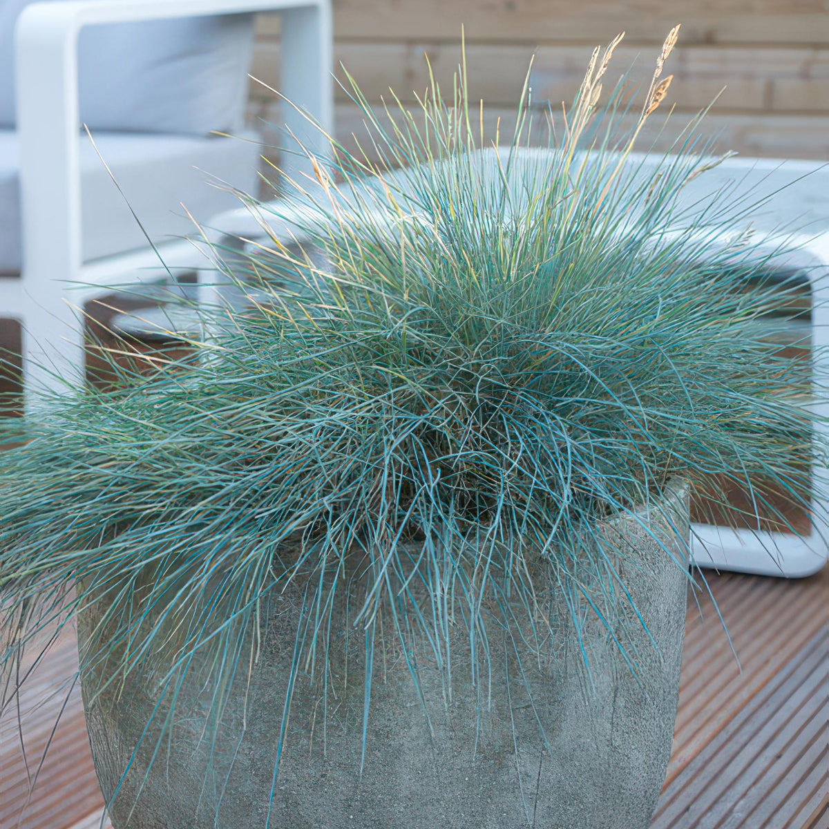 Blau-Schwingel – Festuca glauca 'Elijah Blue' – ↕10-25 cm – Ø9 cm – 6 Pflanzen – Ziergras – Blau-graues Gras – Pflegeleicht & Winterhart – Steingarten & Beete 