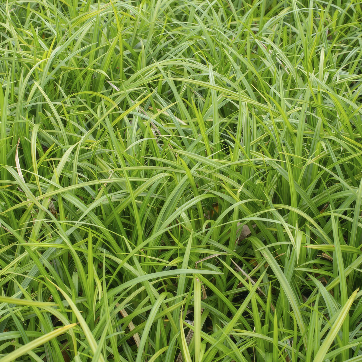 Grünblättrige Segge Carex morrowii 'Irish Green' – ↕10-25cm – Ø9cm – 6 Pflanzen – Bodendecker – Immergrün – Pflegeleicht – Schattentauglich 