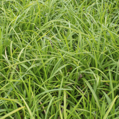 Grünblättrige Segge Carex morrowii 'Irish Green' – ↕10-25cm – Ø9cm – 6 Pflanzen – Bodendecker – Immergrün – Pflegeleicht – Schattentauglich 