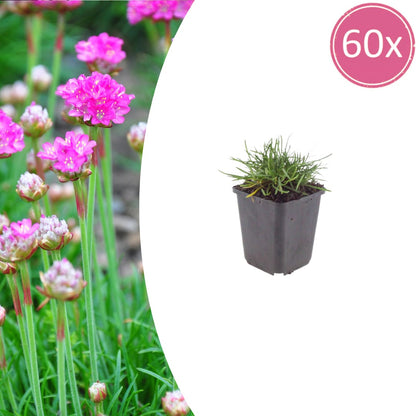 Grasnelke Armeria maritima ‘Splendens’ – 60 Pflanzen – 10-25cm – Ø9cm – Winterharte Staude mit rosa Blüten – Für sonnige Beete, Steingarten & Bordüren - Oasis of Life