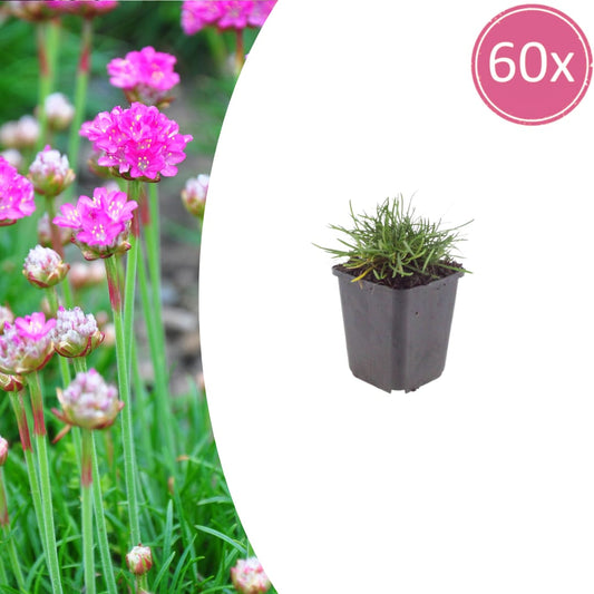Grasnelke Armeria maritima ‘Splendens’ – 60 Pflanzen – 10-25cm – Ø9cm – Winterharte Staude mit rosa Blüten – Für sonnige Beete, Steingarten & Bordüren - Oasis of Life