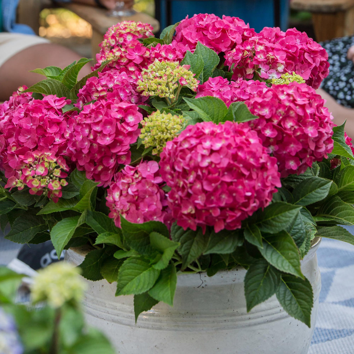 Green boutiQ - Gartenpflanze - Hydrangea Endles Summer Summer Love Red - Hortensie - Winterhart - Rot - 2 Pflanzen - Topf 14cm - Höhe 20-25cm 