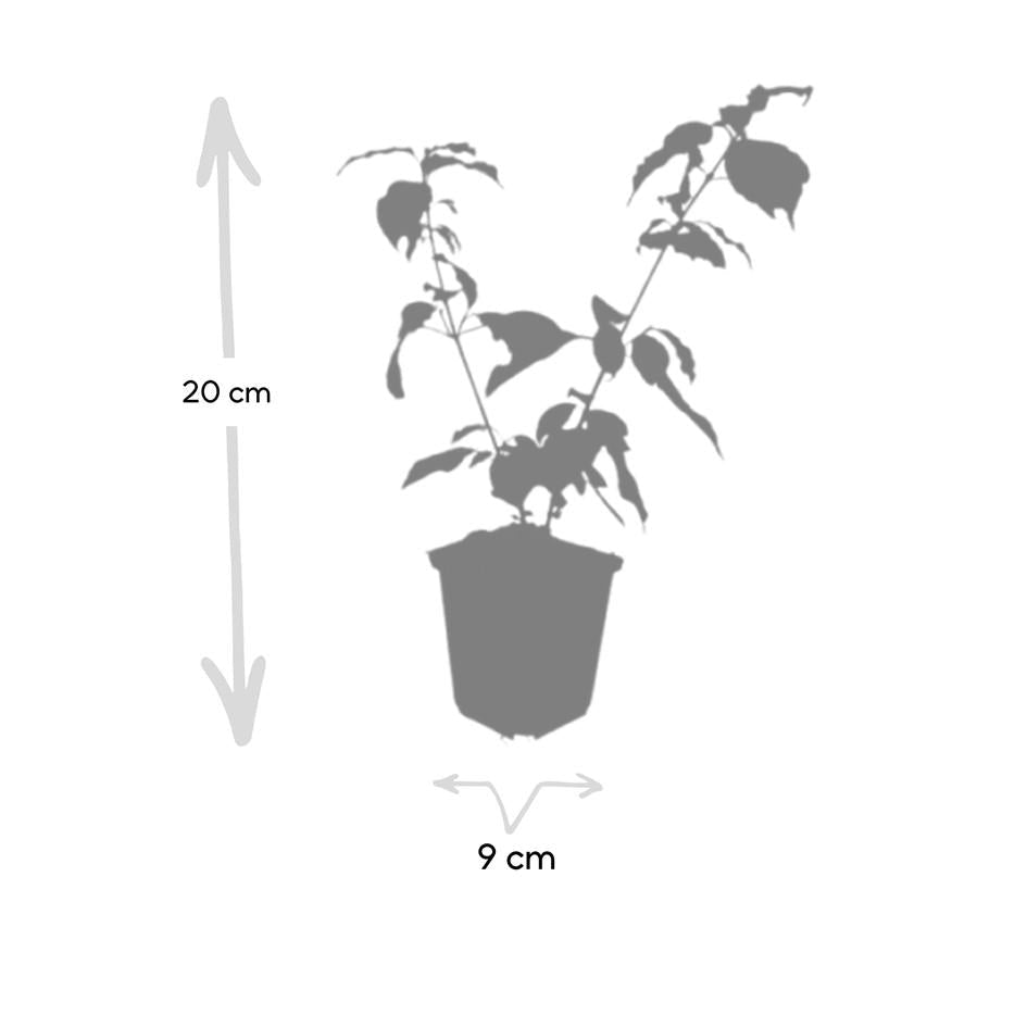 Roter Hartriegel Cornus sang. 'Anny's Winter Orange' – ↕10-25cm – Ø9cm – 6 Pflanzen – Winterharte Sträucher – Leuchtend orange Zweige – Für Beete & Solitärpflanzungen 