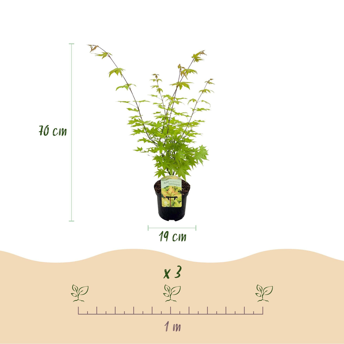 Japanischer Ahorn – Acer palmatum 'Summergold' – ca. 70 cm hoch – Ø19 cm – goldgelbes Laub – Balkon- & Gartenpflanze 