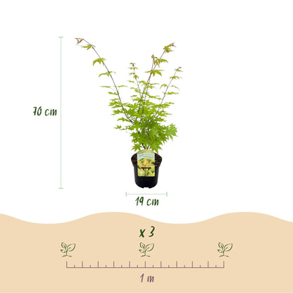 Japanischer Ahorn – Acer palmatum 'Summergold' – ca. 70 cm hoch – Ø19 cm – goldgelbes Laub – Balkon- & Gartenpflanze 