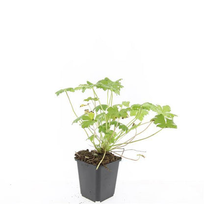 Storchschnabel Geranium macrorrhizum 'Czakor' – 24 Pflanzen – ↕10-25 cm – Ø9 cm – Winterharter Bodendecker – Tiefrosa Blüten – Pflegeleicht & Schattentauglich 