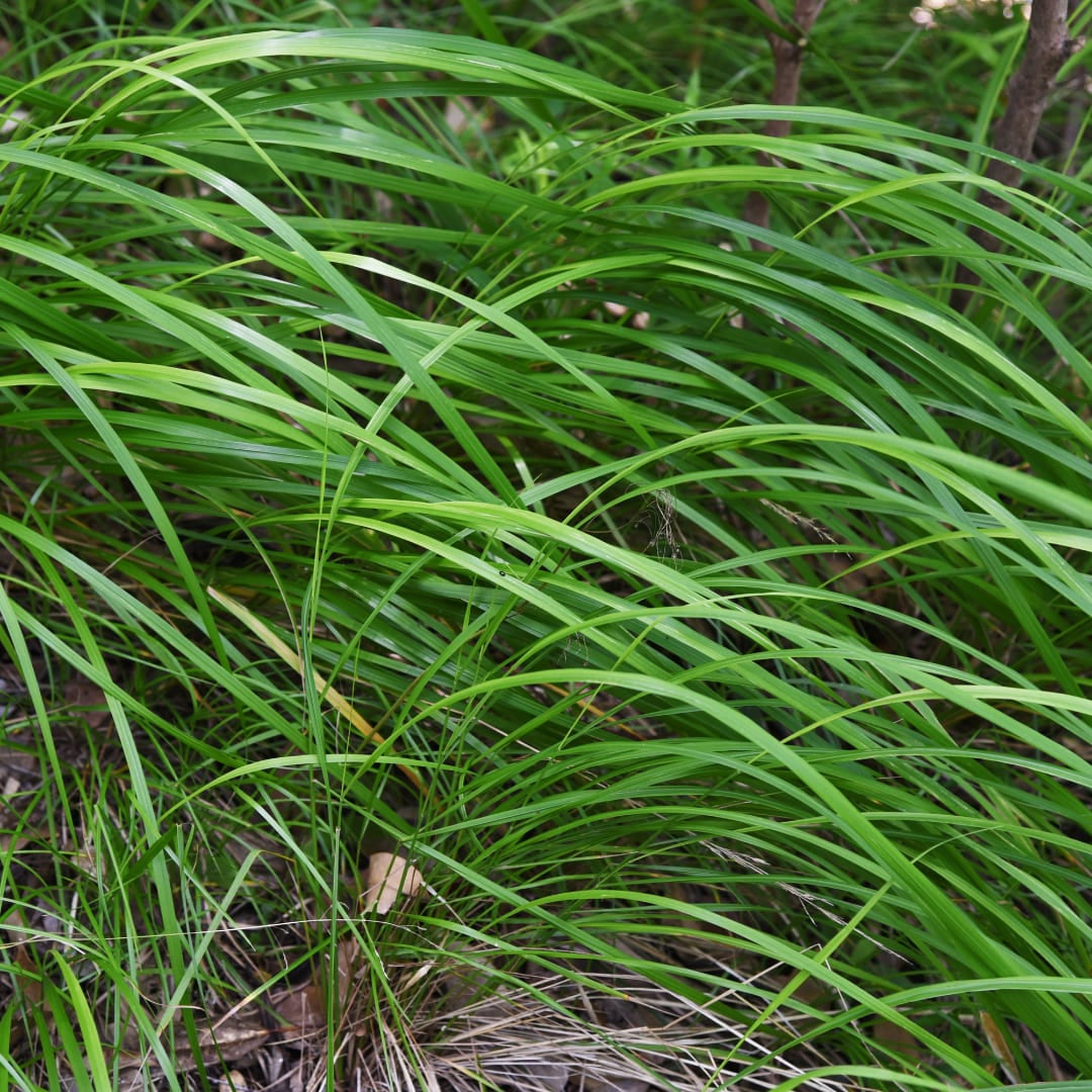 Japan-Segge Carex morrowii – 6 Pflanzen – Immergrünes Ziergras – 10-25cm – Ø9cm – Schattengeeignet für Beet & Bodendecker - Oasis of Life