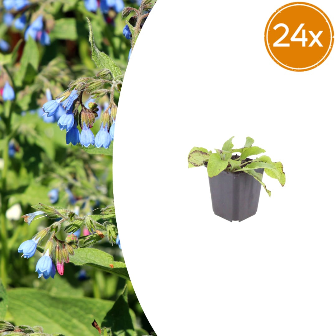 Symphytum grandiflorum Wisley Blue – 24 Pflanzen – Ø9cm – Höhe 10-25cm – Blauer Beinwell – Bodendecker für Schattenbeet – Winterharte Staude - Oasis of Life