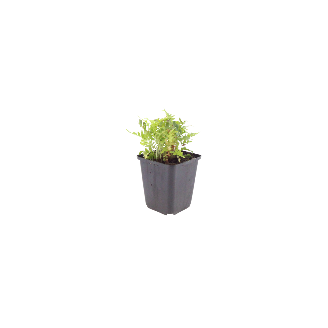 Polypodium vulgare Farn – 6 Pflanzen – Ø9cm – Höhe 10-25cm – Immergrüner Gartenfarn für Schattenbeet, Unterpflanzung & Naturgarten - Oasis of Life