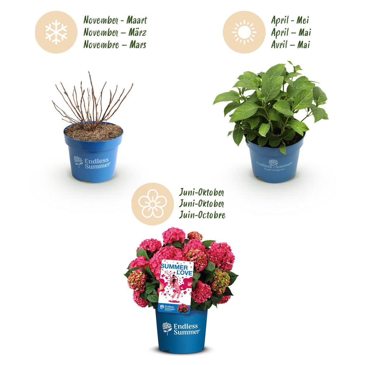 Green boutiQ - Gartenpflanze - Hydrangea Endles Summer Summer Love Red - Hortensie - Winterhart - Rot - 2 Pflanzen - Topf 14cm - Höhe 20-25cm 