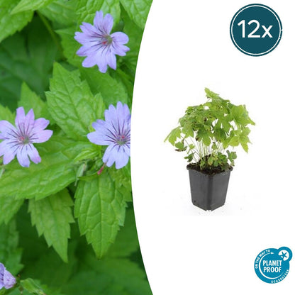 Knotiger Storchschnabel Geranium nodosum – ↕10-25cm – Ø9cm – 12 Pflanzen – Winterharte Staude & Bodendecker – Purpurfarbene Blüten 