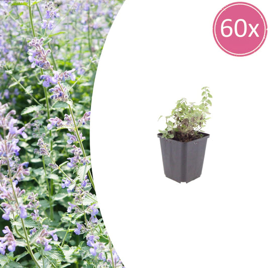 Nepeta faassenii Katzenminze Winterharte Staude für Beet Ø9cm 60 Stück