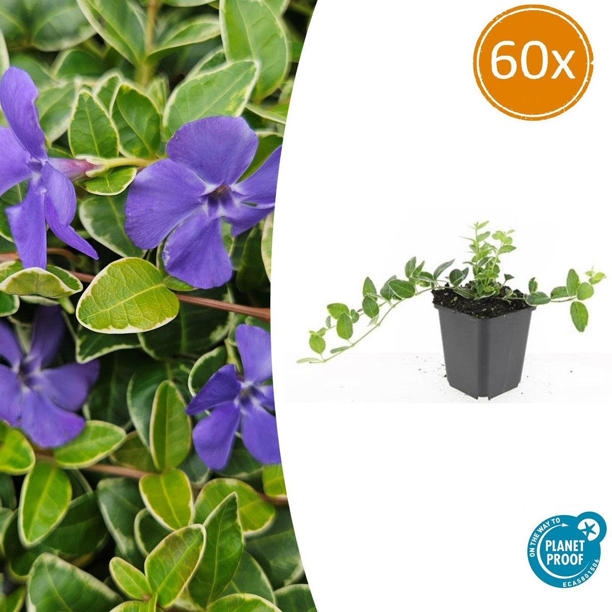 Kleinblättriges Immergrün Vinca minor 'Ralph Shugert' – Ø9cm – ↨10-25cm – 60 Pflanzen – Immergrüner Bodendecker mit lavendelfarbenen Blüten für Garten, Beet & Unterpflanzung 