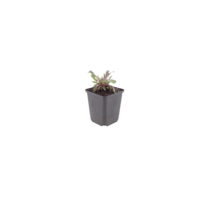 Gaura lindheimeri Siskiyou Pink Ø9cm 6 Stück