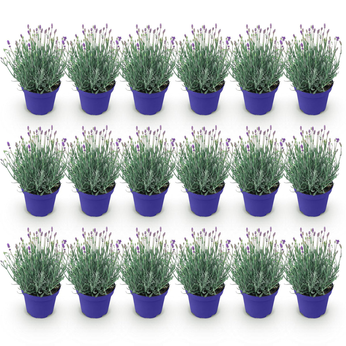 GreenboutiQ - Gartenpflanze - Lavandula angustifolia Hidcote - Lavendel - Winterhart - Lila - 18 Pflanzen - Topf 12cm - Höhe 15-25cm 