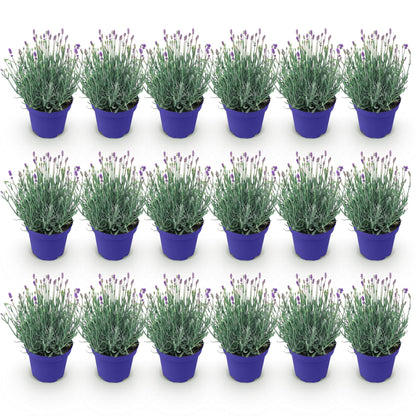 GreenboutiQ - Gartenpflanze - Lavandula angustifolia Hidcote - Lavendel - Winterhart - Lila - 18 Pflanzen - Topf 12cm - Höhe 15-25cm 