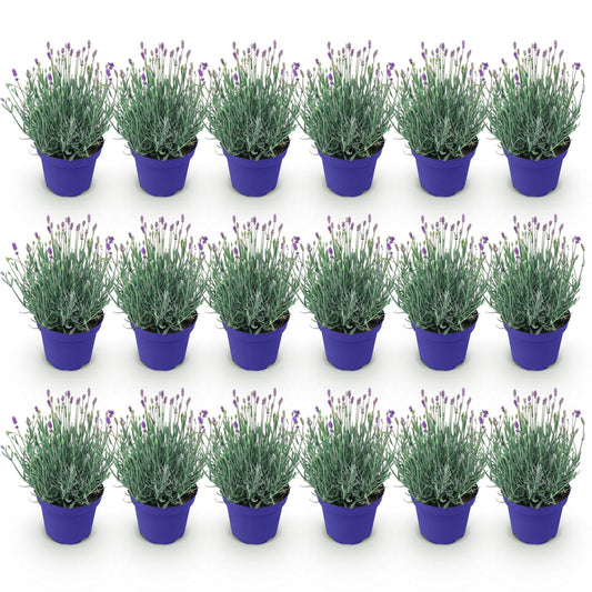 GreenboutiQ - Gartenpflanze - Lavandula angustifolia Hidcote - Lavendel - Winterhart - Lila - 18 Pflanzen - Topf 12cm - Höhe 15-25cm 