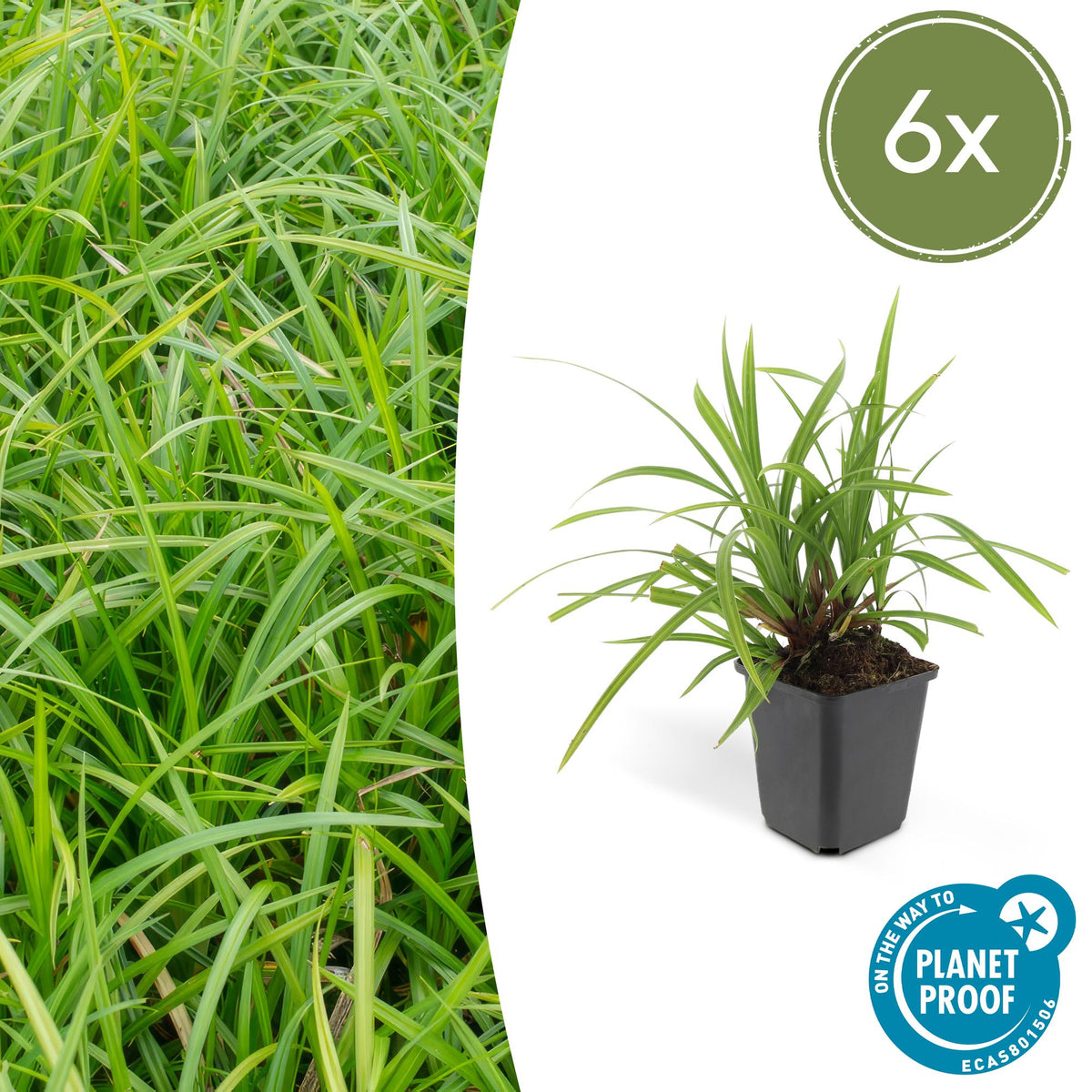 Grünblättrige Segge Carex morrowii 'Irish Green' – ↕10-25cm – Ø9cm – 6 Pflanzen – Bodendecker – Immergrün – Pflegeleicht – Schattentauglich 