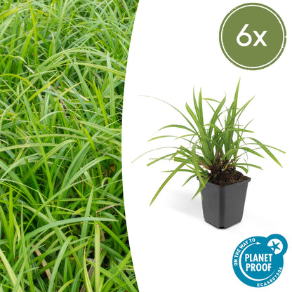 Grünblättrige Segge Carex morrowii 'Irish Green' – ↕10-25cm – Ø9cm – 6 Pflanzen – Bodendecker – Immergrün – Pflegeleicht – Schattentauglich 