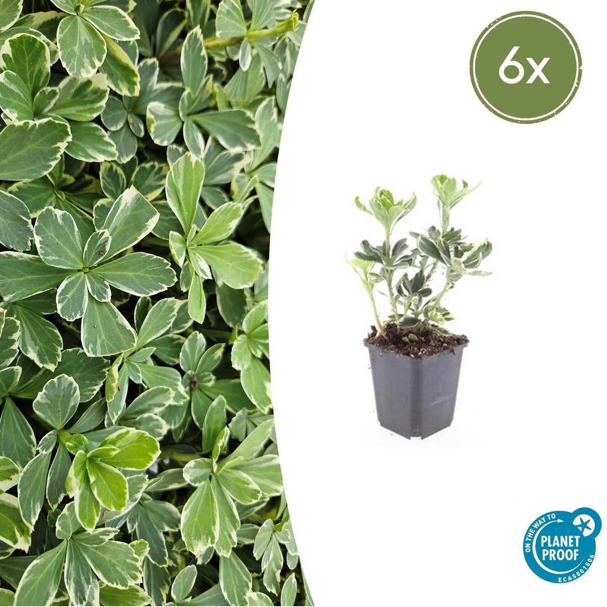Schattengrün Pachysandra terminalis 'Variegata' – ↕10-25cm – Ø9cm – 6 Pflanzen – Immergrüner Bodendecker – Cremeweiße Blätter – Pflegeleicht & Winterhart 