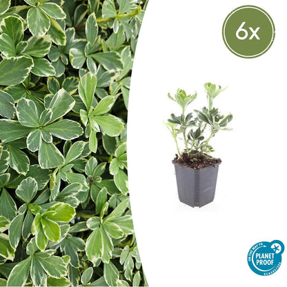 Schattengrün Pachysandra terminalis 'Variegata' – ↕10-25cm – Ø9cm – 6 Pflanzen – Immergrüner Bodendecker – Cremeweiße Blätter – Pflegeleicht & Winterhart 