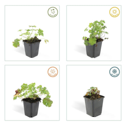 Cambridge Storchschnabel – Geranium cantabrigiense 'Biokovo' – ↕10-25 cm – Ø9 cm – 6 Pflanzen – Weiß-rosa Blüten – Bodendecker – Pflegeleicht – Sonne & Halbschatten 