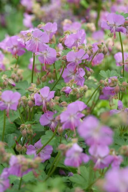 Storchschnabel Geranium cantabrigiense 'Cambridge' – ↕10-25cm – Ø9cm – 6 Pflanzen – Rosa Blüten – Niedrig wachsender Bodendecker – Pflegeleicht 